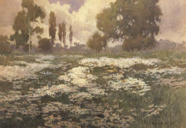 unknow artist Field of Daisies